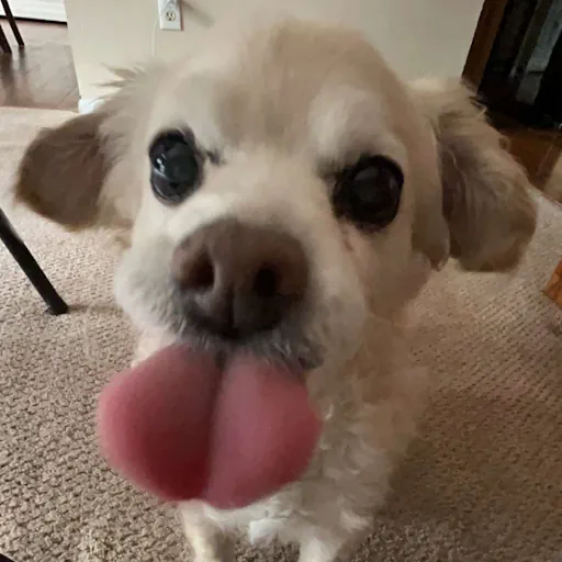 my dog, Boomer