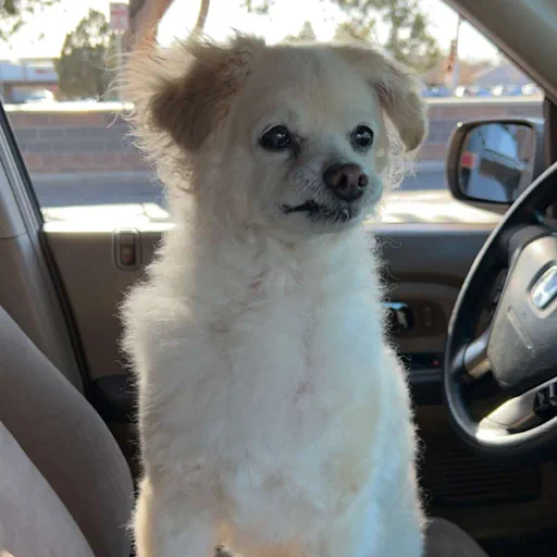 my dog, Boomer