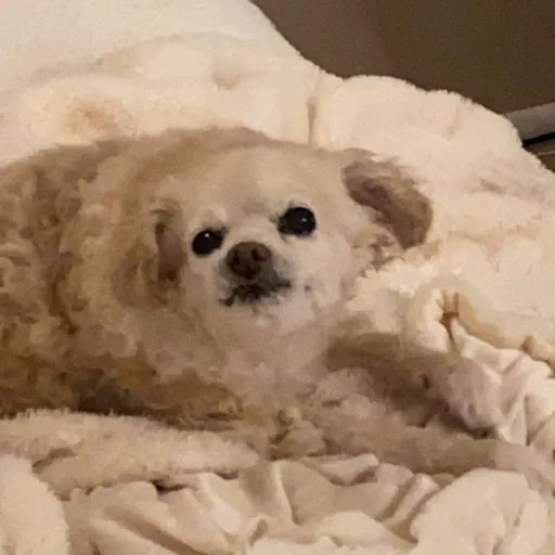 my dog, Boomer