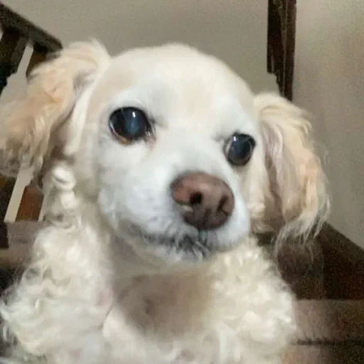 my dog, Boomer