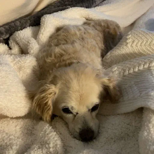 my dog, Boomer