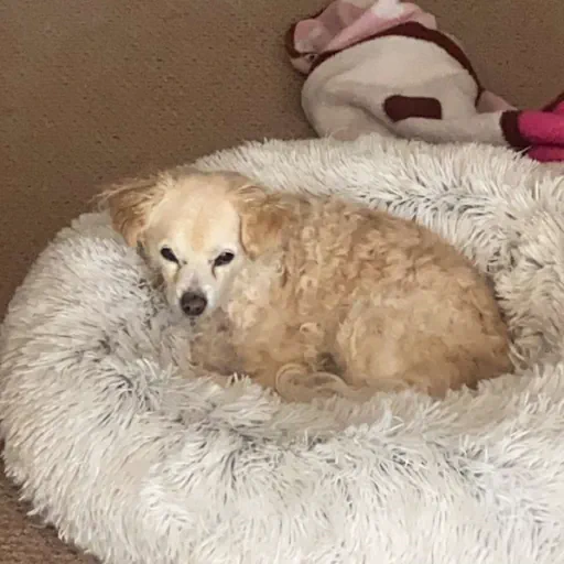 my dog, Boomer