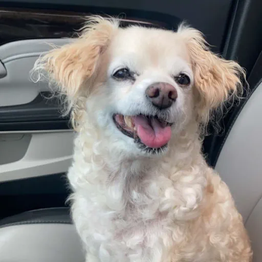 my dog, Boomer