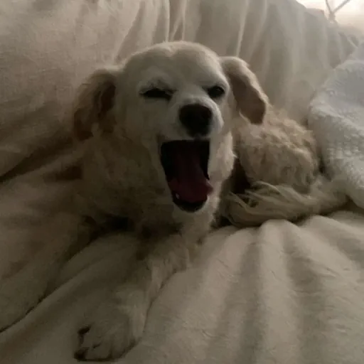 my dog, Boomer