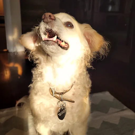 my dog, Boomer