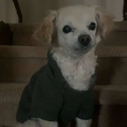my dog, Boomer