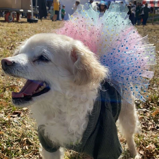 my dog, Boomer