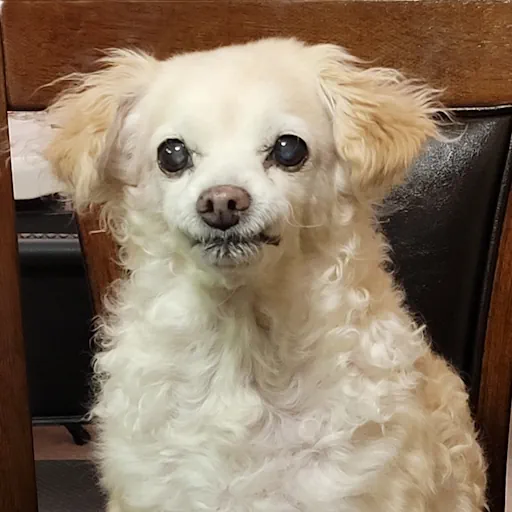 my dog, Boomer
