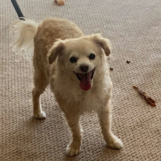 my dog, Boomer