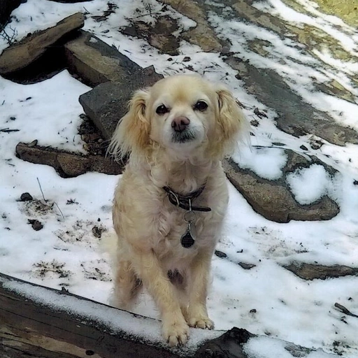 my dog, Boomer