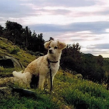 my dog, Boomer