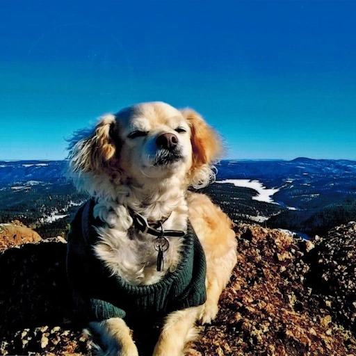 my dog, Boomer