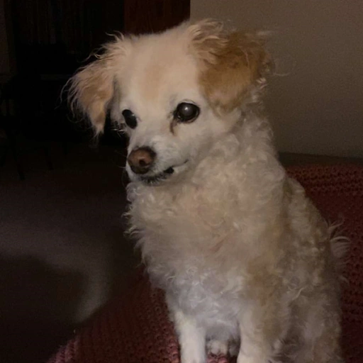 my dog, Boomer