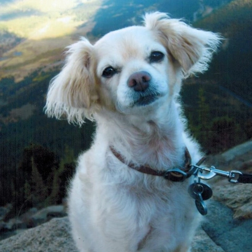 my dog, Boomer