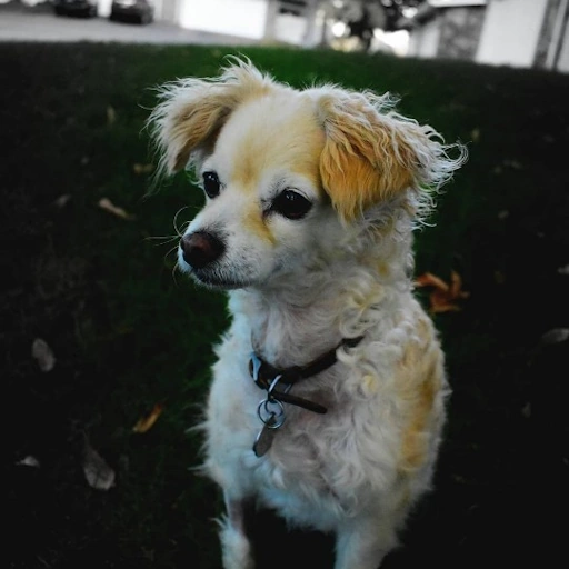 my dog, Boomer