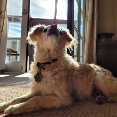 my dog, Boomer