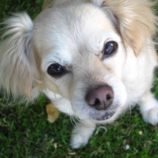 my dog, Boomer