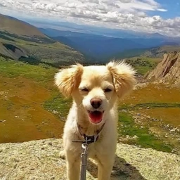 my dog, Boomer