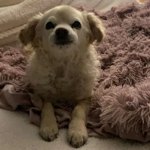 my dog, Boomer