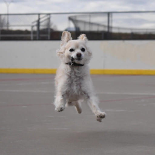 my dog, Boomer