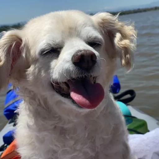 my dog, Boomer