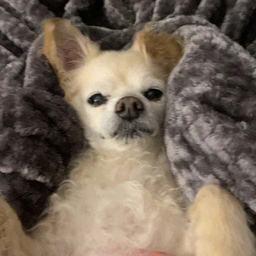 my dog, Boomer