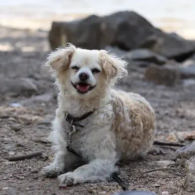 my dog, Boomer