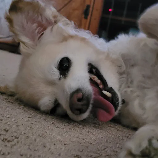 my dog, Boomer