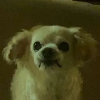 picture of Boomer
